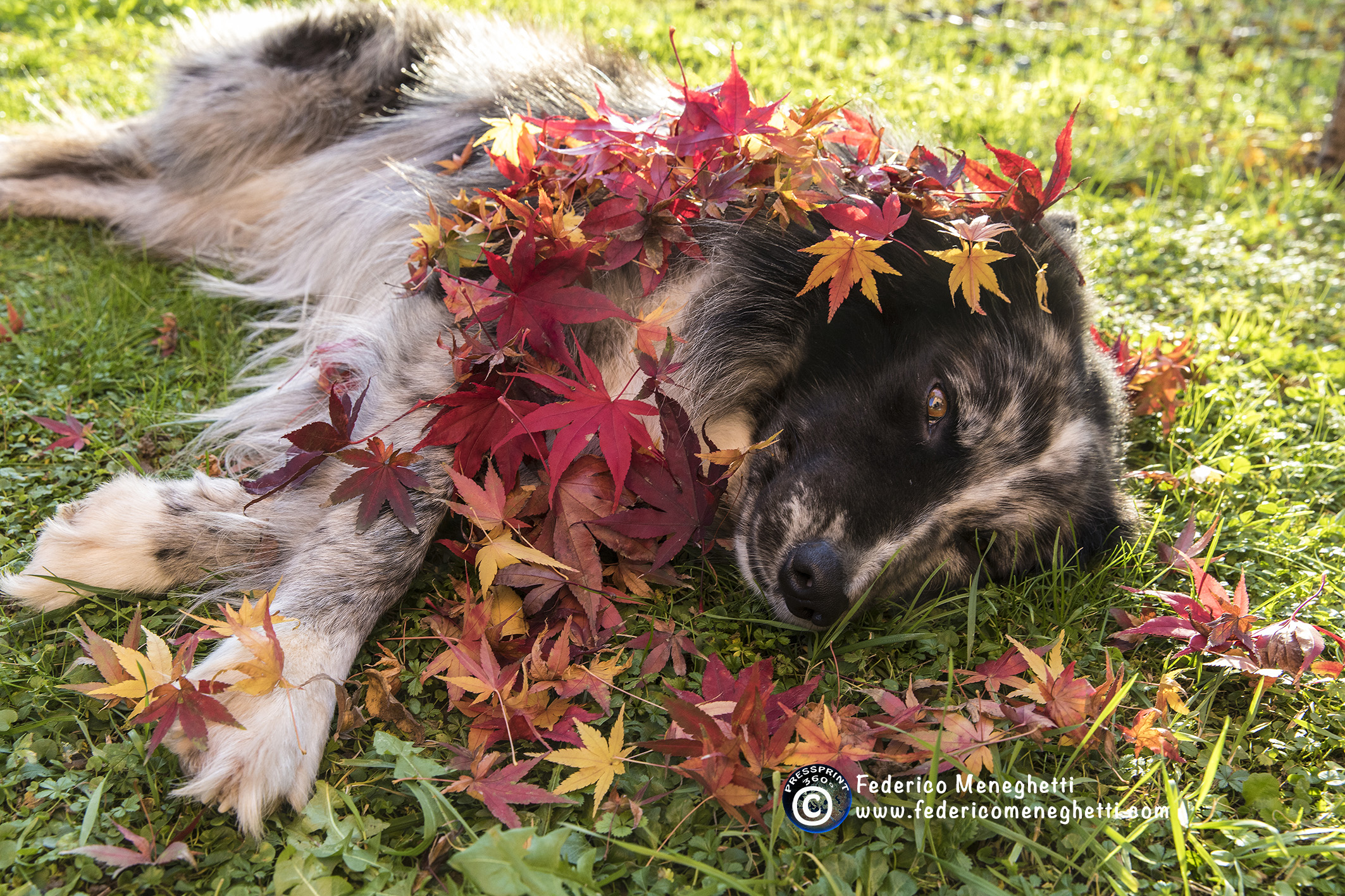 dog photography autunno