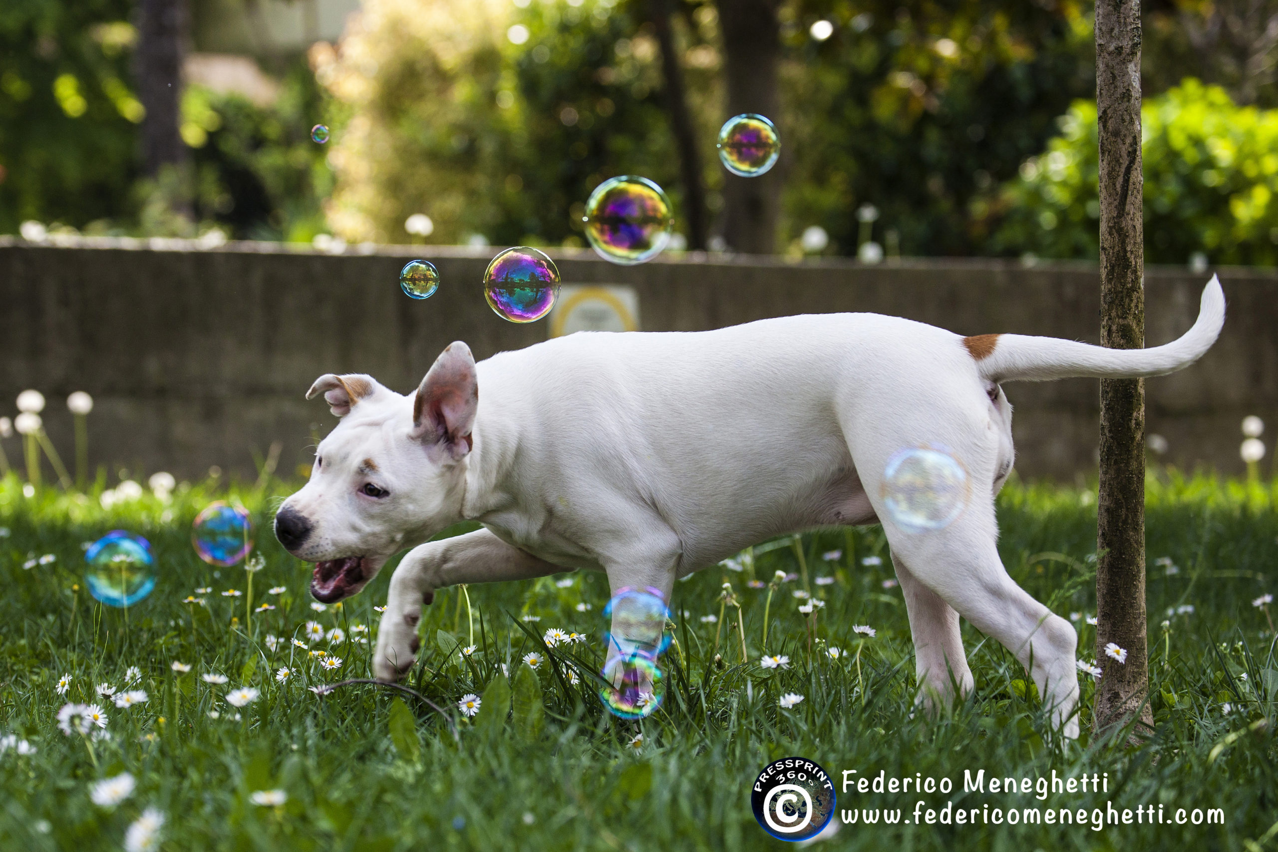 cane cucciolo