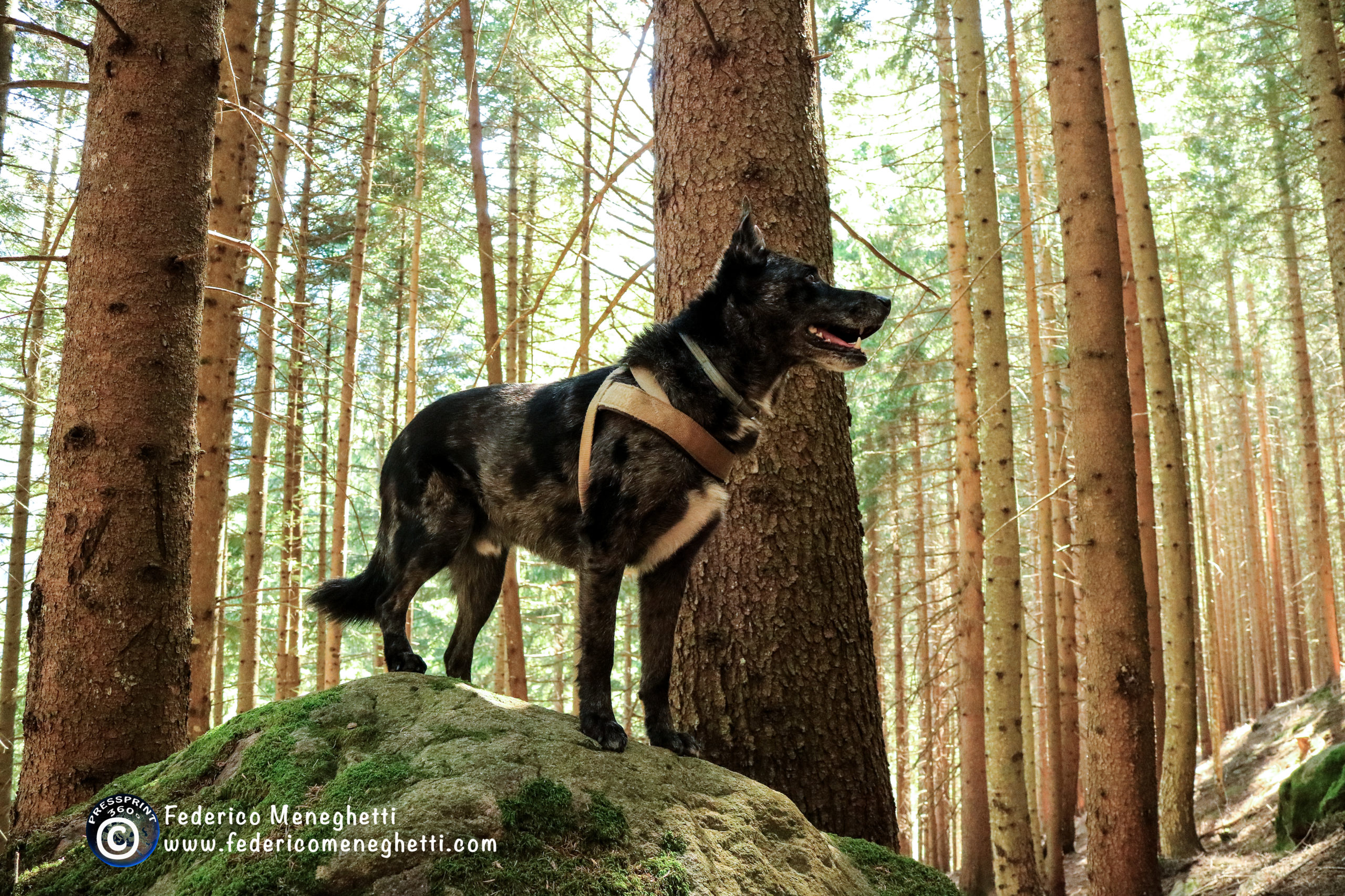 dog in forest