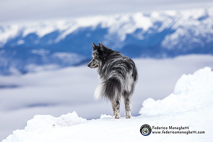 dog photography, panorama montagna