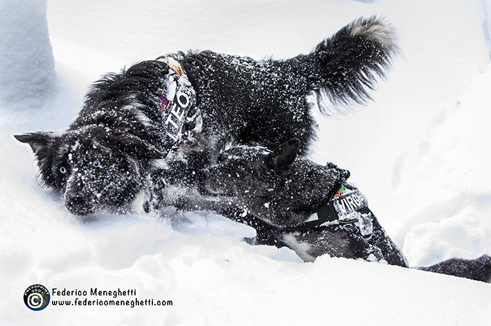 dog and snow