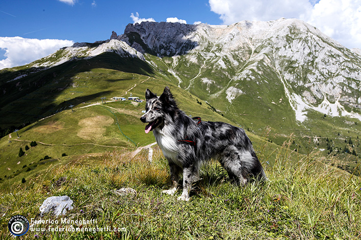 fotografo per cani, panorama montagna