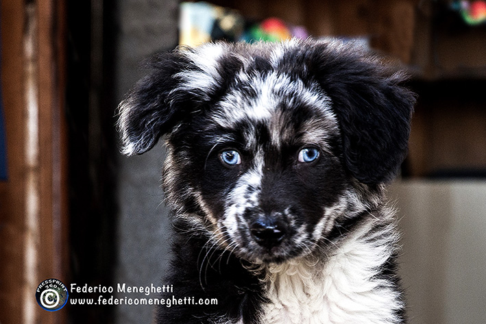 cane cucciolo