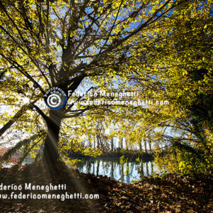 Foto bosco in autunno 70x100