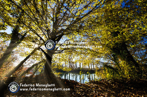 Foto bosco in autunno 70x100