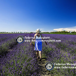 Foto Lavanda 50x70 Delta del Pò