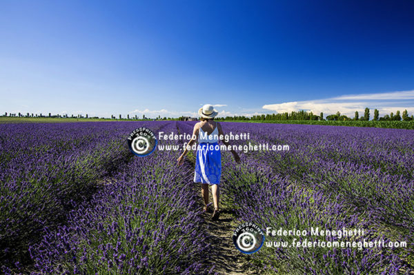 Foto Lavanda 50x70 Delta del Pò