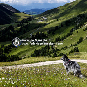 Foto Cane 50x70 e Dolomiti