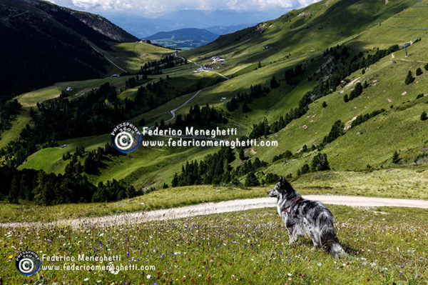 Foto Cane 50x70 e Dolomiti